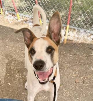 Titus -  Mixed Breed Dog for Adoption in Georgetown, Texas - Titus | PetCurious