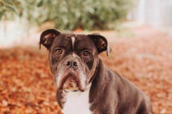 93637a Cyrus - VIP -  American Staffordshire Terrier and Mixed Breed Dog for Adoption in North Charleston, South Carolina - 93637a Cyrus - VIP | PetCurious