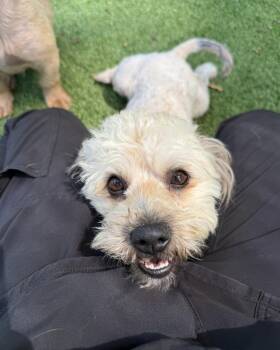 Wanda -  Miniature Poodle and Dachshund Dog for Adoption in Salisbury, North Carolina - Wanda | PetCurious