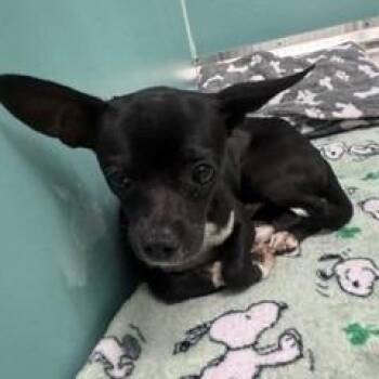 Eeyore -  Chihuahua Dog for Adoption in Norman, Oklahoma - Eeyore | PetCurious