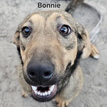 Rescue German Shepherd Dog Dogs for Adoption in Dallas, Texas - Bonnie | PetCurious
