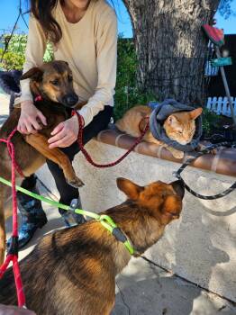 Rescue German Shepherd Dog and Labrador Retriever Dogs for Adoption in Manhattan Beach, California - Live From NY! It
