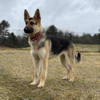 German Shepherd Dog and Mixed Breed Dogs Available for Adoption in East Montpelier, Vermont - Dunkaroo | PetCurious
