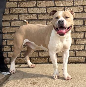 Rescue Pit Bull Terrier Dogs for Adoption in Columbus, Nebraska - Dawson | PetCurious