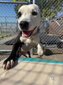 Rescue American Staffordshire Terrier Dogs for Adoption in Pleasant Ridge, Michigan - Winnie | PetCurious