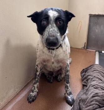 Spot -  German Shepherd Dog Dog for Adoption in Vancouver, Washington - Spot | PetCurious