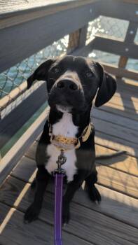 Mixed Breed Dogs Available for Adoption in Lansing, Michigan - Marco (26-095 D) | PetCurious