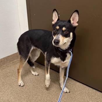 Skye -  Mixed Breed Dog for Adoption in League City, Texas - Skye | PetCurious
