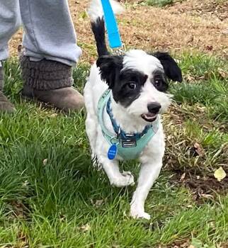 Rescue Mixed Breed Dogs for Adoption in Avondale, Pennsylvania - Nemo | PetCurious