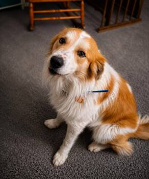 Bogey -  Great Pyrenees Dog for Adoption in Kiowa, Oklahoma - Bogey | PetCurious