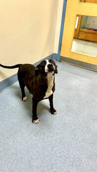 Pit Bull Terrier Dogs Available for Adoption in Suffolk, Virginia - Mocha | PetCurious