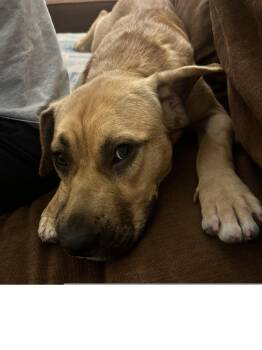 German Shepherd Dog Dogs Available for Adoption in Roseville, California - River | PetCurious