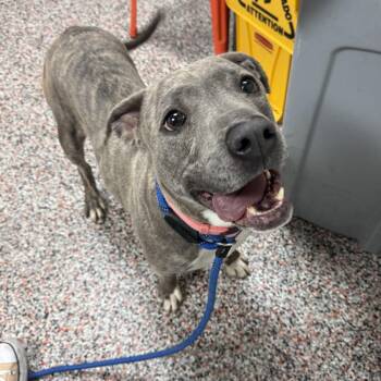 Mixed Breed and Pit Bull Terrier Dogs Available for Adoption in Salt Lake City, Utah - Selena | PetCurious