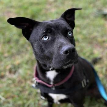 Mixed Breed Dogs Available for Adoption in Asheville, North Carolina - Tink | PetCurious