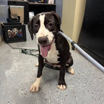 Rain -  Mixed Breed Dog for Adoption in Saint Joseph, Missouri - Rain | PetCurious