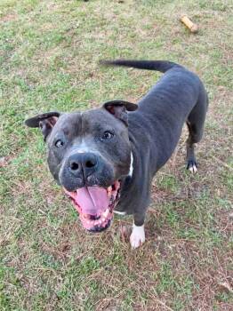 Carter -  Mixed Breed Dog for Adoption in Myrtle Beach, South Carolina - Carter | PetCurious