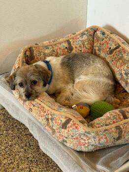 CoCo -  Mixed Breed Dog for Adoption in Hot Springs, South Dakota - CoCo | PetCurious