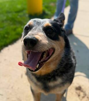 Rollo (ID 51911) -  Australian Cattle Dog Blue Heeler Dog for Adoption in Manassas, Virginia - Rollo (ID 51911) | PetCurious