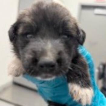 Bubby -  Mixed Breed Dog for Adoption in Midland, Texas - Bubby | PetCurious