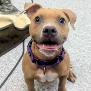 Noodle -  American Staffordshire Terrier and Mixed Breed Dog for Adoption in Grand Rapids, Michigan - Noodle | PetCurious