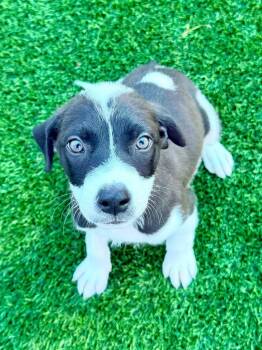 Thyme -  Boxer and Shepherd Dog for Adoption in Cape Coral, Florida - Thyme | PetCurious