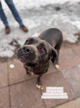 Cane Corso Dogs Available for Adoption - Biggie | PetCurious
