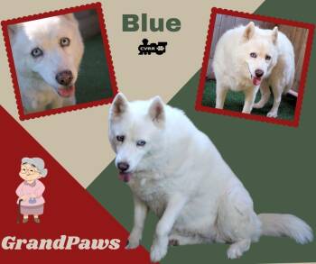 Rescue American Eskimo Dog Dogs for Adoption in Lindsay, California - Blue (GrandPaws) | PetCurious