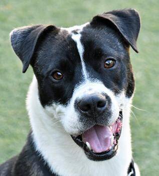 Rescue Pit Bull Terrier and Mixed Breed Dogs for Adoption in Cleveland, Ohio - Flint | PetCurious