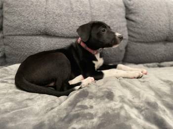Rescue Labrador Retriever Dogs for Adoption in Union Grove, Wisconsin - Kitty | PetCurious