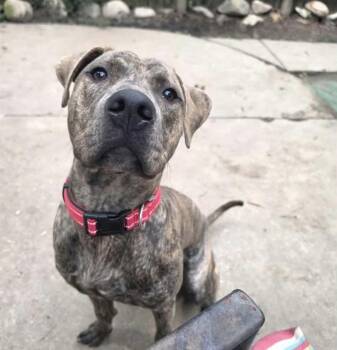 Dalton -  Pit Bull Terrier Dog for Adoption in Akron, Ohio - Dalton | PetCurious