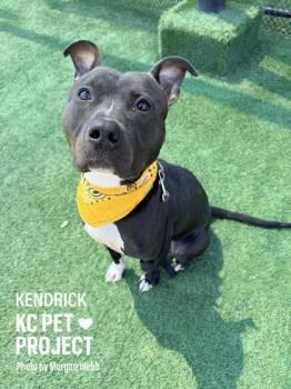 Pit Bull Terrier and Mixed Breed Dogs Available for Adoption in Kansas City, Missouri - Kendrick | PetCurious