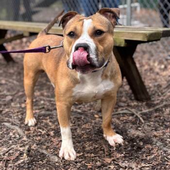 Pit Bull Terrier and English Bulldog Dogs Available for Adoption in Walden, New York - Baxter | PetCurious