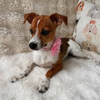 Chihuahua and Beagle Dogs Available for Adoption - Pennie *Arriving 5/16* D11128 | PetCurious