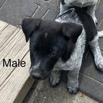 Velociraptor -  Cattle Dog and Mixed Breed Dog for Adoption in Tacoma, Washington - Velociraptor | PetCurious