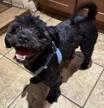 Leo -  Yorkshire Terrier and Pomeranian Dog Available for Adoption - Leo | PetCurious
