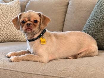 Matt -  Shih Tzu Dog for Adoption in Euless, Texas - Matt | PetCurious