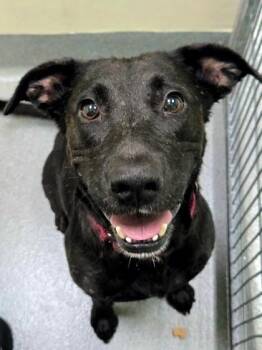 Rocky Road -  Retriever and Mixed Breed Dog for Adoption in Kansas City, Missouri - Rocky Road | PetCurious