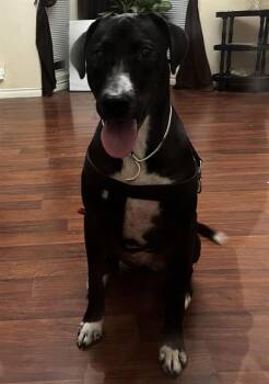 Rescue Labrador Retriever Dogs for Adoption in San Antonio, Texas - BEAR | PetCurious