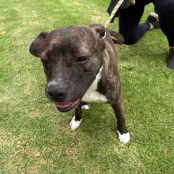 BERNICE -  Pit Bull Terrier and Mixed Breed Dog for Adoption in San Juan Capistrano, California - BERNICE | PetCurious