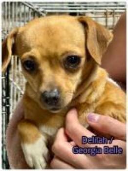 Chihuahua Dogs Available for Adoption in Milton, Georgia - Georgia Belle | PetCurious