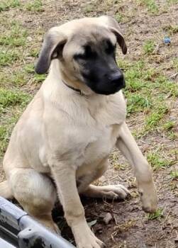Anatolian Shepherd Dogs Available for Adoption in Frazier Park, California - Fred | PetCurious