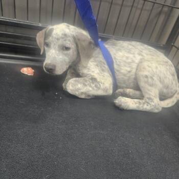 Cactus -  Australian Cattle Dog Blue Heeler and Catahoula Leopard Dog Dog for Adoption in Midland, Texas - Cactus | PetCurious