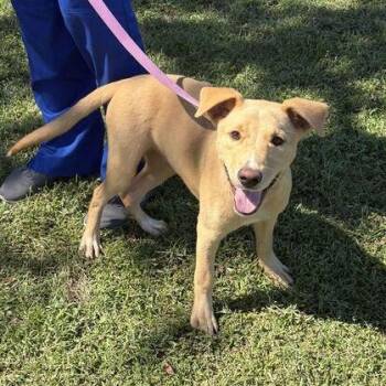 Scooby Doo -  Labrador Retriever Dog for Adoption in Valdosta, Georgia - Scooby Doo | PetCurious