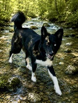Beta -  Mixed Breed Dog for Adoption in Lacon, Illinois - Beta | PetCurious