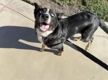 A780832 -  Border Collie and Siberian Husky Dog for Adoption in Rancho Cucamonga, California - A780832 | PetCurious