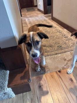 Terrier Dogs Available for Adoption in New London, Wisconsin - Ruthy | PetCurious