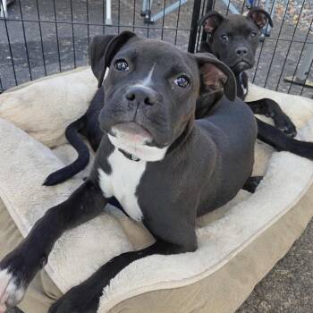 Rescue Mixed Breed Dogs for Adoption in Loveland, Colorado - ROSIE | PetCurious