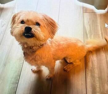 Bear -  Maltese and Yorkshire Terrier Dog for Adoption in Melbourne Beach, Florida - Bear | PetCurious
