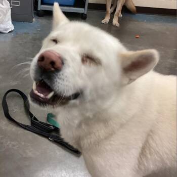 Marvelous -  Mixed Breed Dog for Adoption in Memphis, Tennessee - Marvelous | PetCurious