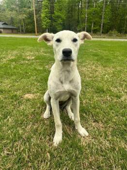 Annette -  Labrador Retriever Dog for Adoption in Boston, Massachusetts - Annette | PetCurious